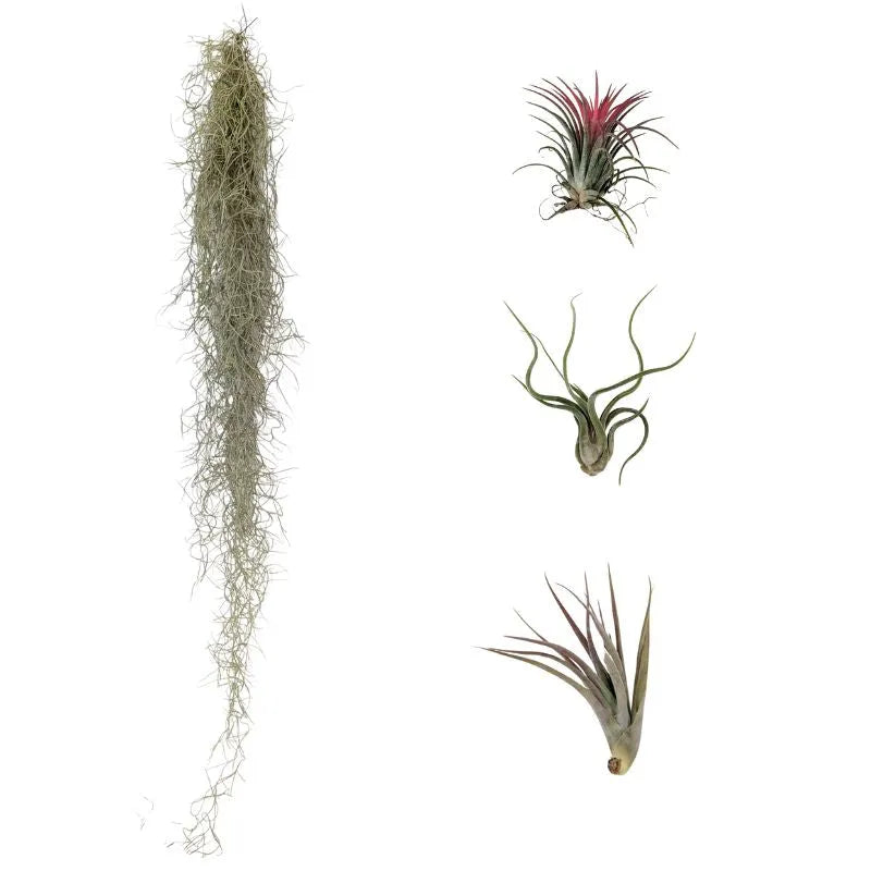 i Giardini di Giulia 