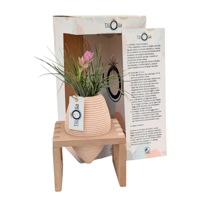 immagine mostra una Tillandsie messa in una olla di terracotta inserita un un pporto in legnio 