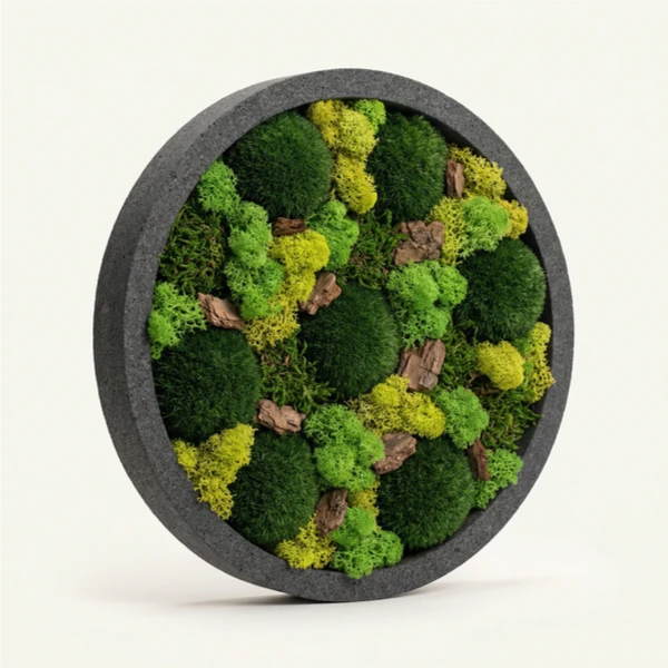 Quadro muschio stabilizzato tondo - vista frontale di muschi e licheni verdi