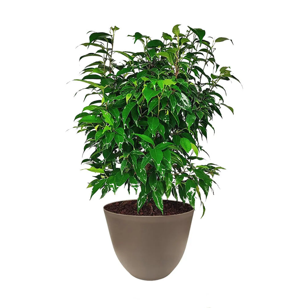 Ficus Benjamin in vaso - dettaglio delle foglie lucide e della chioma folta