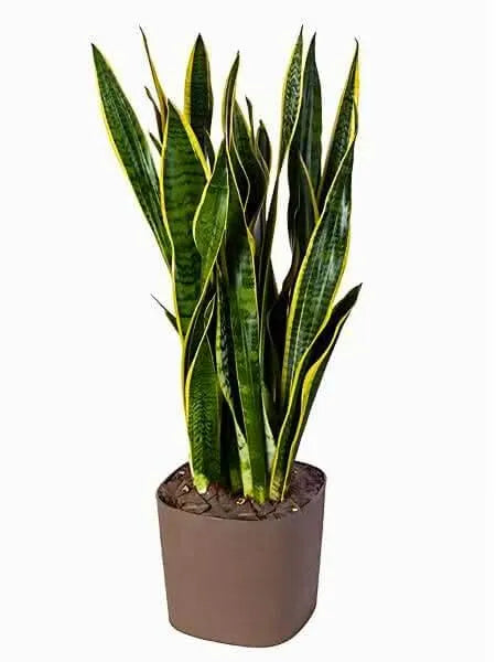 Sansevieria pianta - primo piano delle foglie rigide e verticali