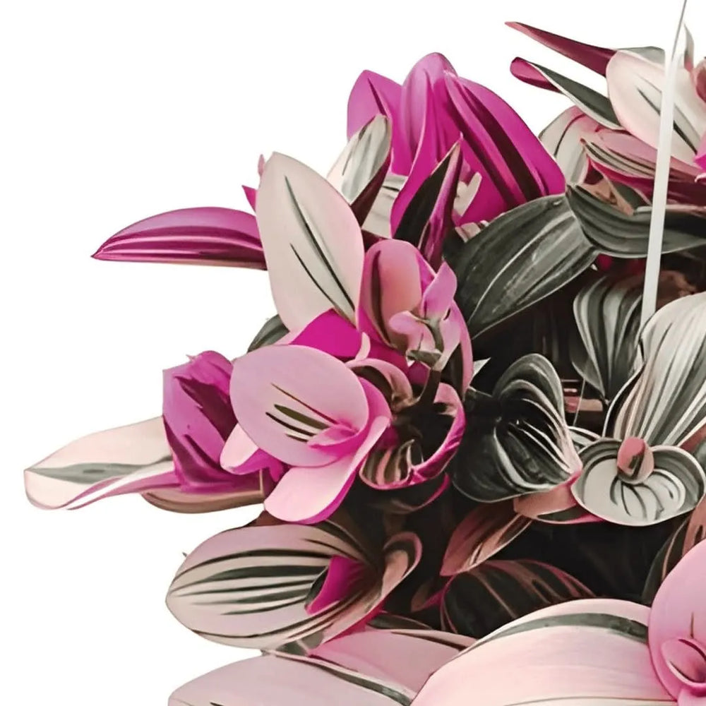 Tradescantia Nanouk cura - dettaglio delle foglie variegate rosa, verdi e bianche