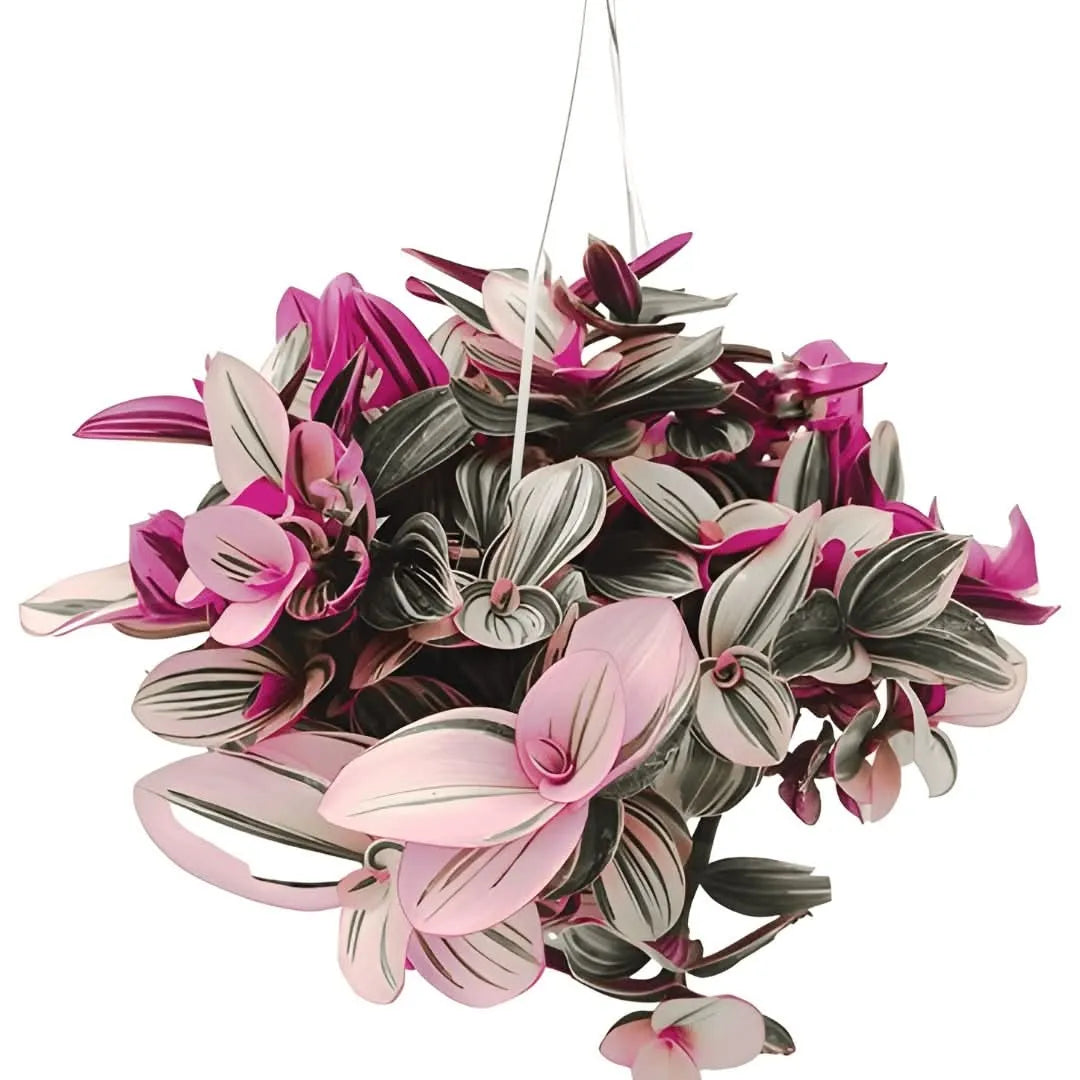 Tradescantia Nanouk online - pianta da interno con foglie rosa e verdi in basket da 19 cm