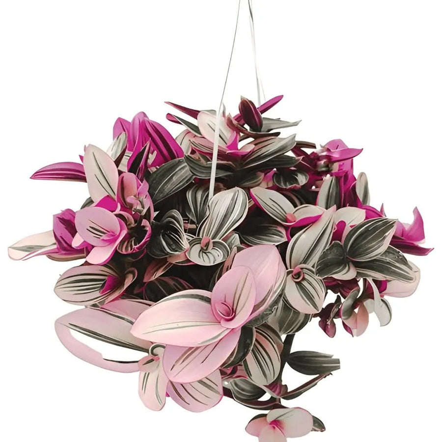 Tradescantia Nanouk online - pianta da interno con foglie rosa e verdi in basket da 19 cm