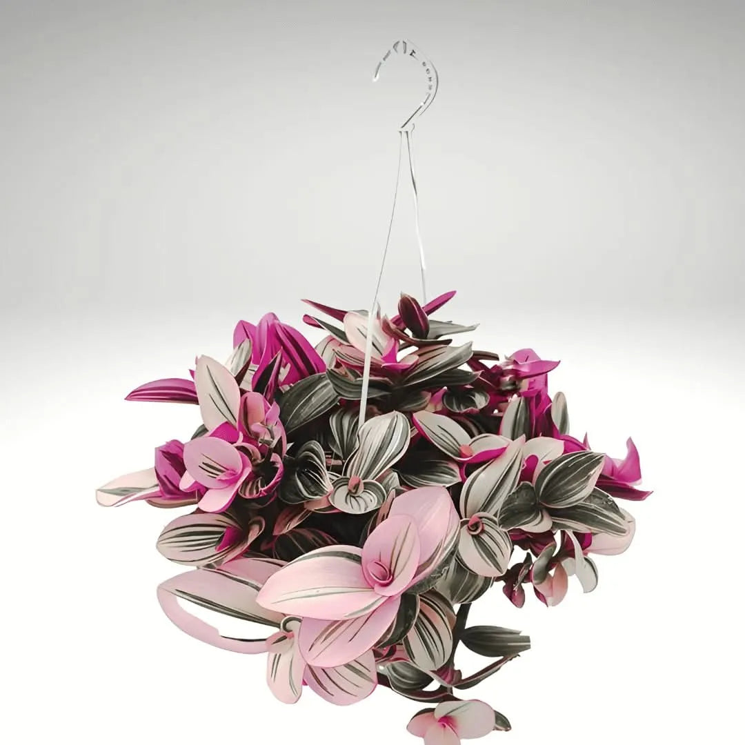 Tradescantia Nanouk prezzo - vista completa della pianta in vaso su sfondo chiaro