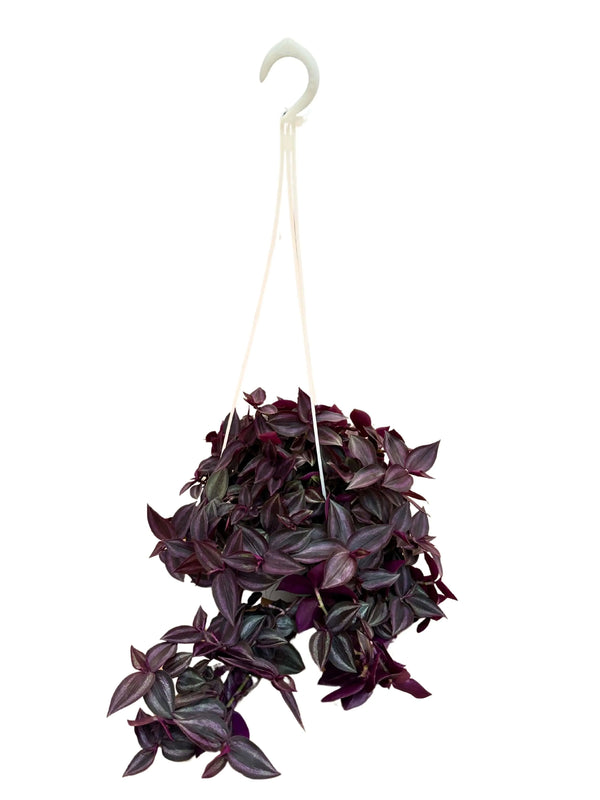 Tradescantia Zebra in basket