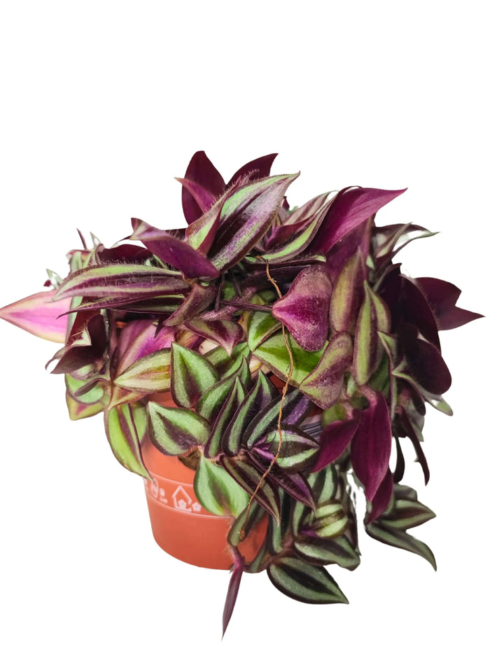 Tradescantia Zebrina in vaso - altezza 25 cm, diametro 12 cm