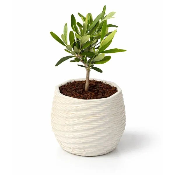 Bonsai olivo in vaso di ceramica Carina D. 10 cm H. 23 cm