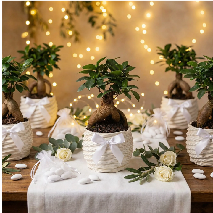 Bonsai Ficus Ginseng - dettaglio delle radici aeree e del tronco scultoreo, primo piano