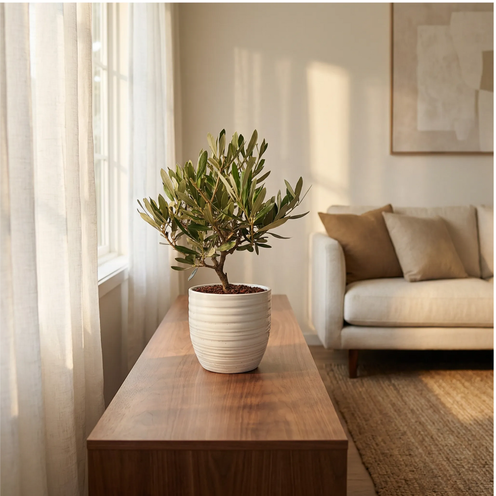 Bonsai di Olivo - Dettaglio del tronco e delle foglie di un olivo bonsai