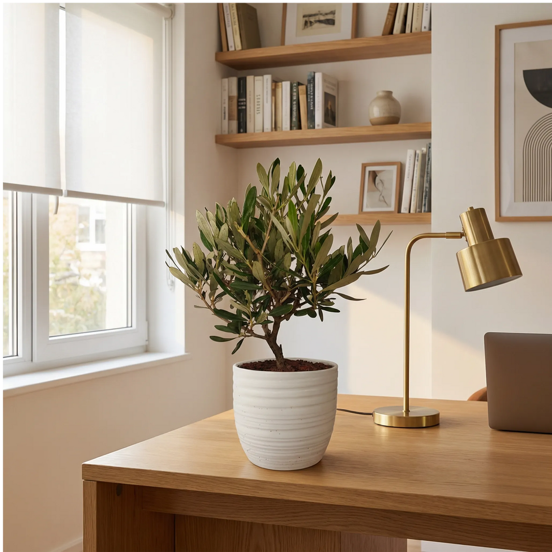 Olivo bonsai vaso ceramica - Olivo bonsai con vaso di ceramica bianco modello Bergamo