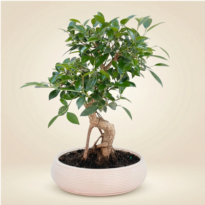 Bonsai Retusa in Vaso ceramica Bonsai Ovale