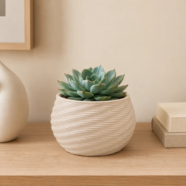 Vaso Carina in ceramica Made in Italy da 14 cm con Echeveria in ambiente minimal