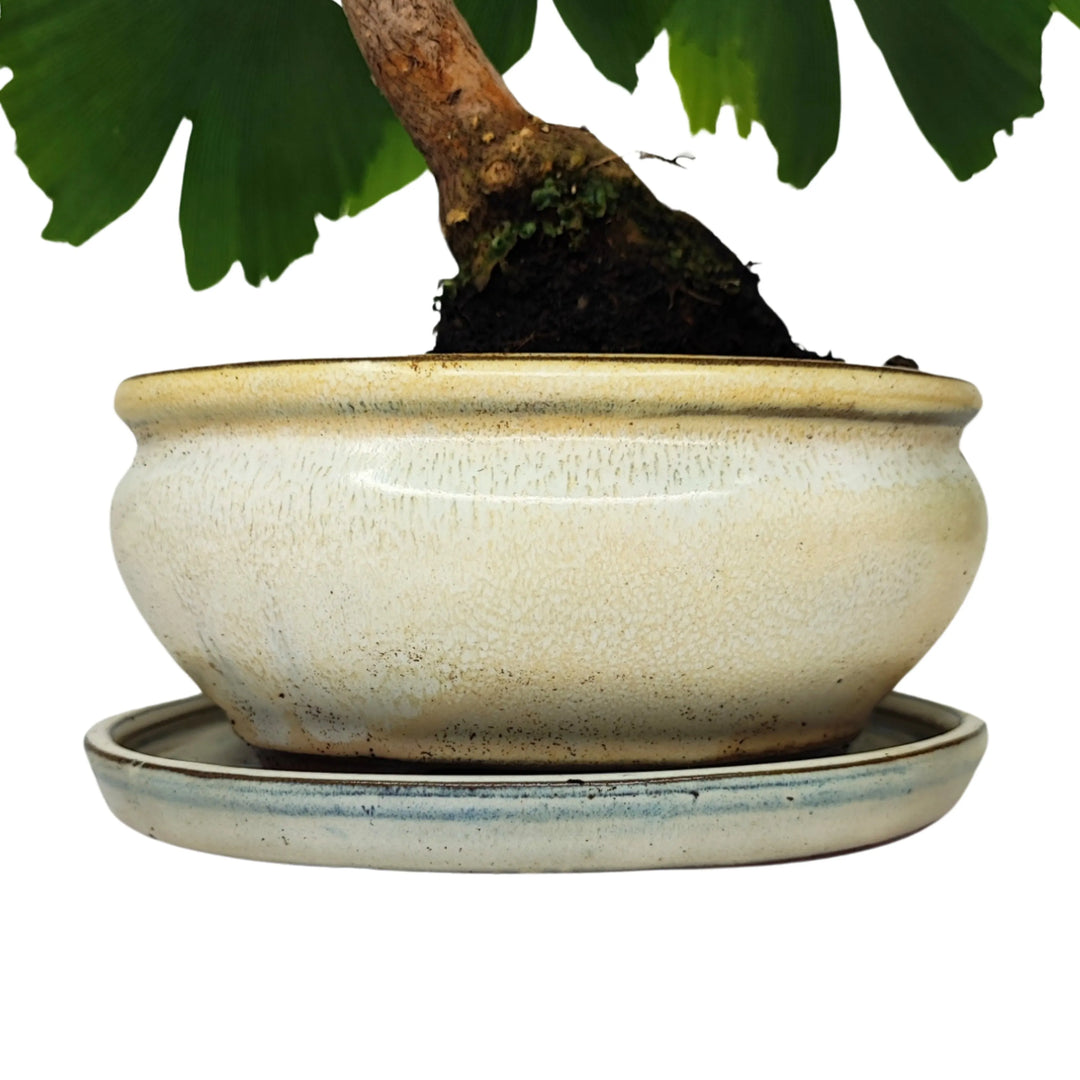 Vaso tondo in terracotta smaltata con sottovaso coordinato per Bonsai Ginkgo Biloba
