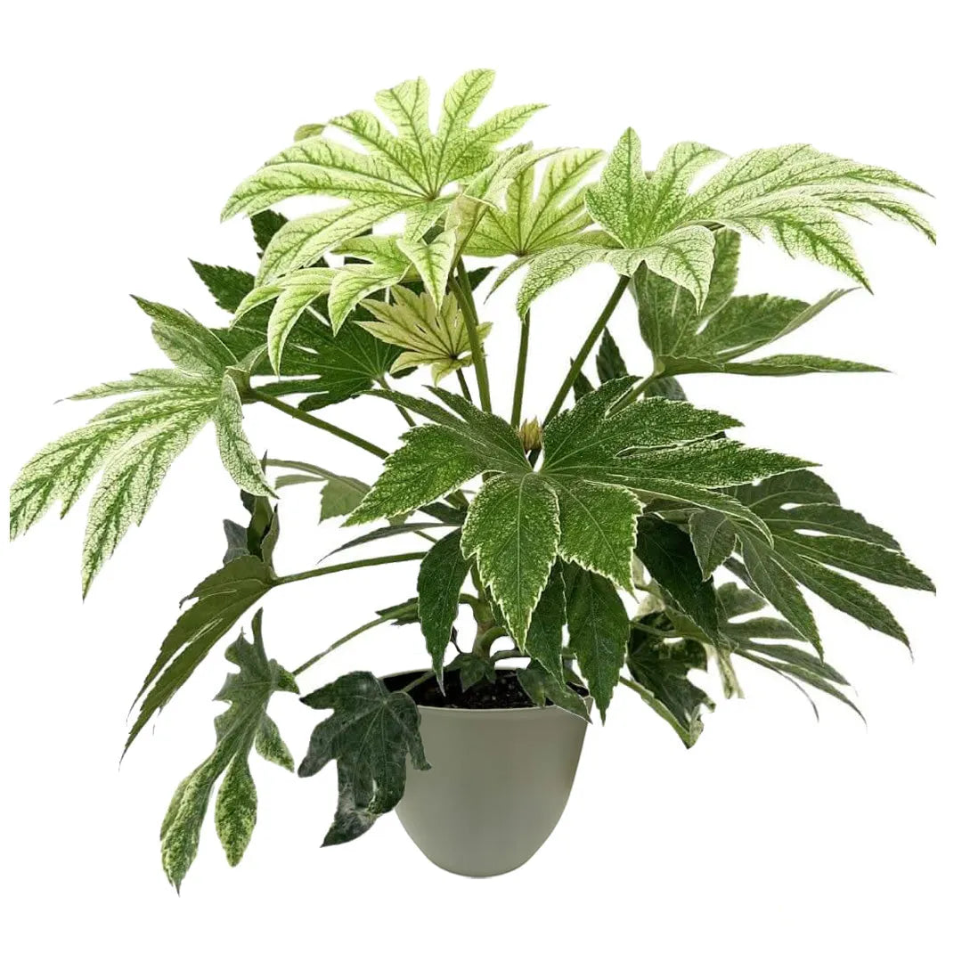 Aralia Japonica - pianta ornamentale per interni