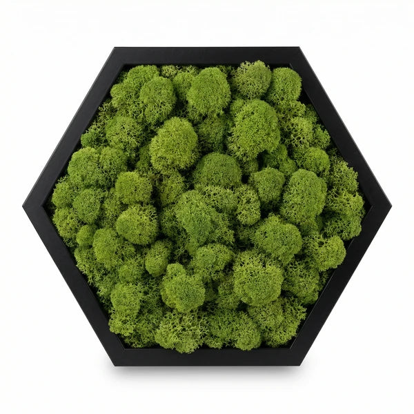 quadro esagonale - composizione modulare di tre quadri licheni stabilizzati su parete bianca