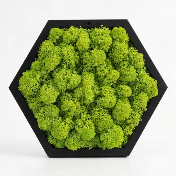 quadro licheni stabilizzati esagonale - vista frontale del quadro verde chiaro con cornice nera