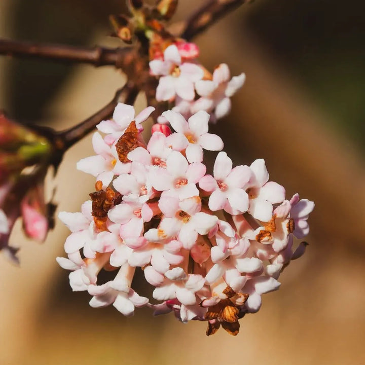 Viburnum fragrans - Primo piano dei fiori rosa profumati in piena fioritura