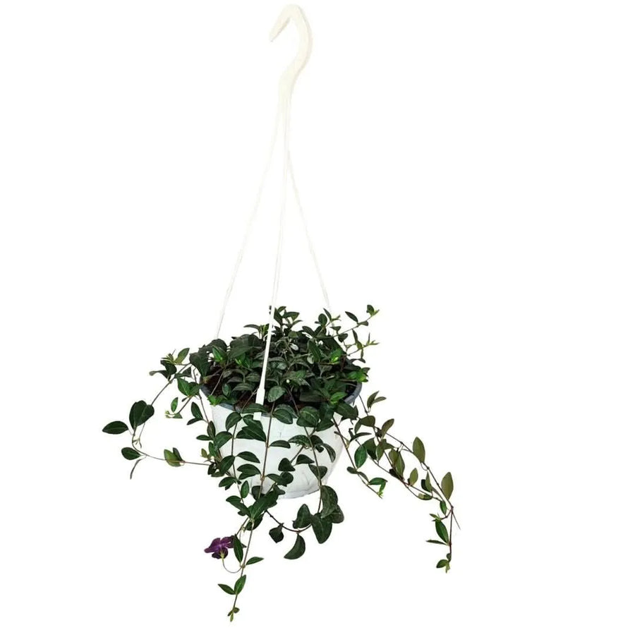 Vinca Minor in basket - pianta tappezzante ricadente con foglie verdi e fiori viola, pronta per essere appesa