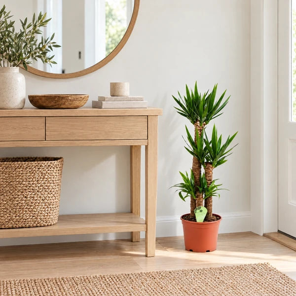 Yucca con tre fusti legnosi in vaso originale arancione, alta 80 cm, ambientata all'ingresso.